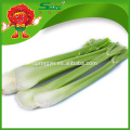 wholesale frozen pickled celery specification